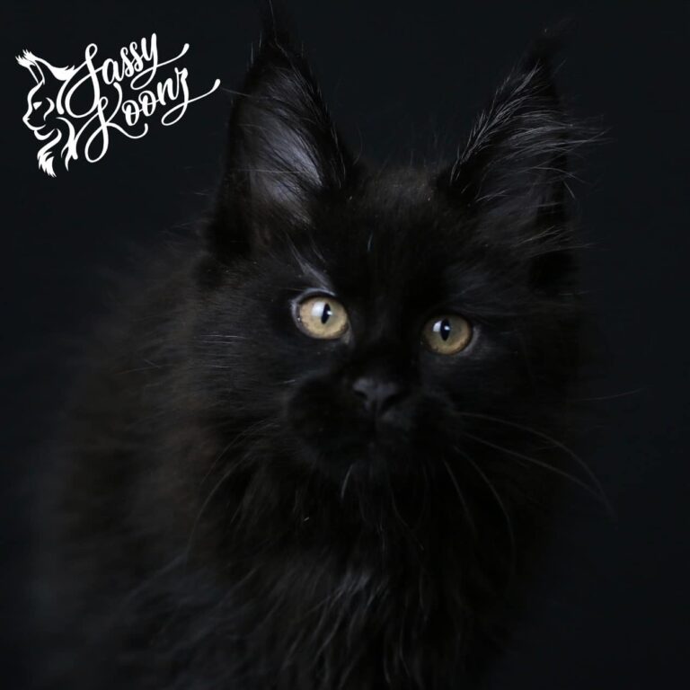 maine coon kittens for sale texas style black