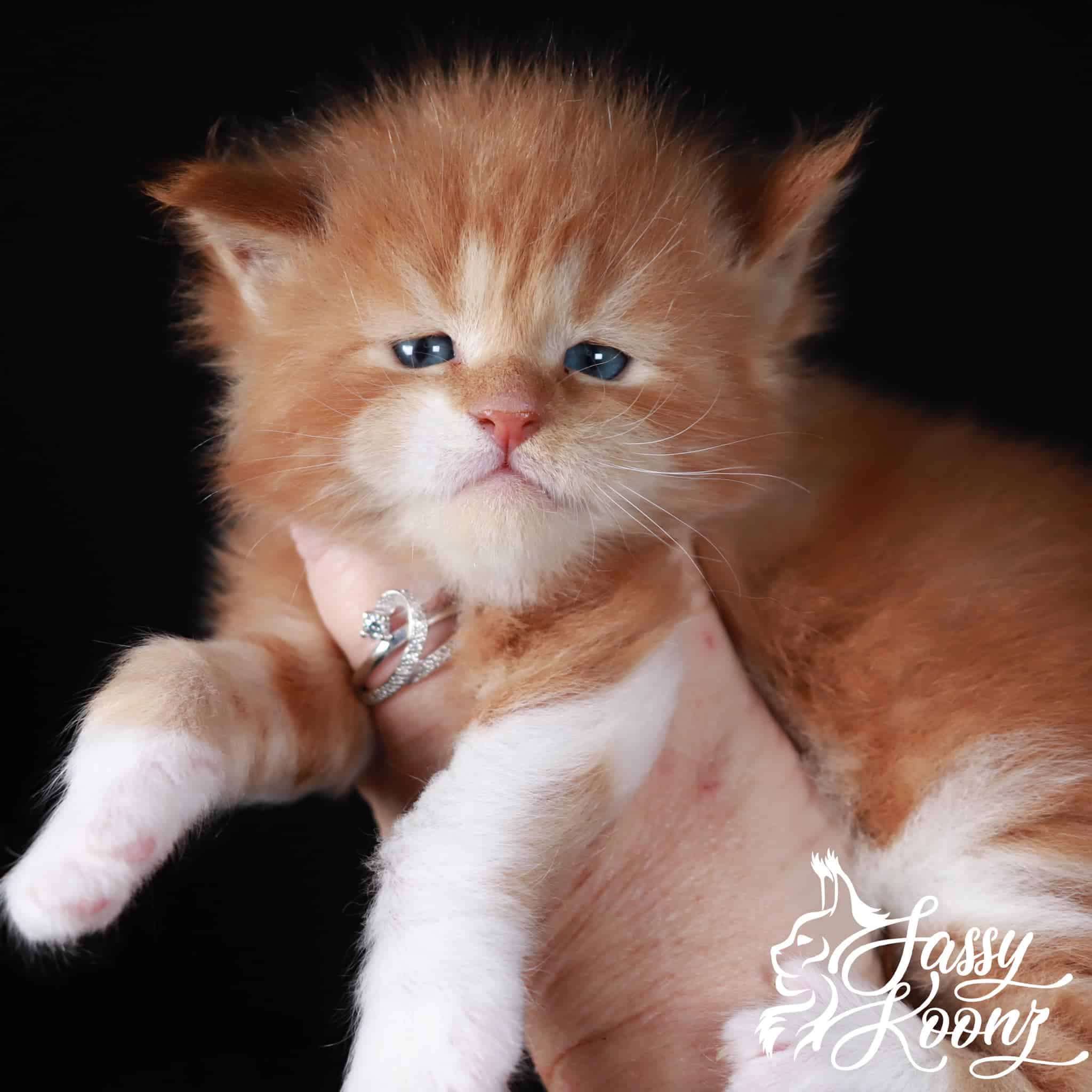 red-maine-coon-kittens ⋆ Sassy Koonz Maine Coon Cattery red maine coon ktitens