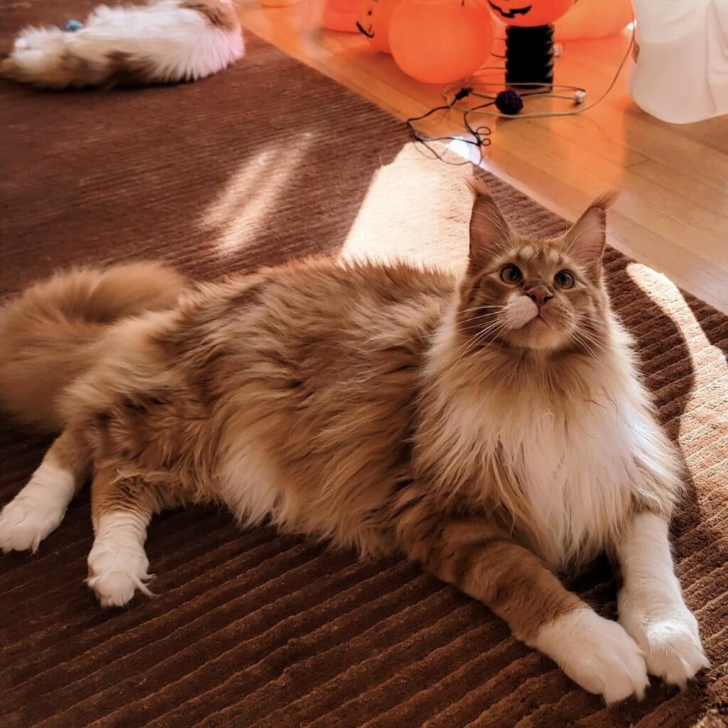 spike-maine-coon-cat-orange-giant ⋆ Sassy Koonz Maine Coon Cattery spike maine coon cat orange giant