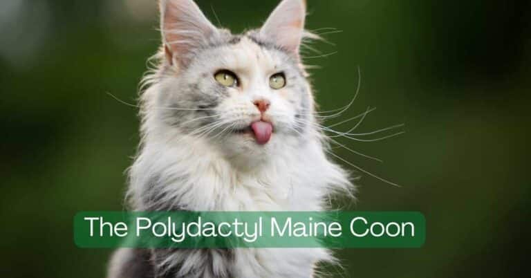 polydactyl maine coon outdoors with tongue sticking out