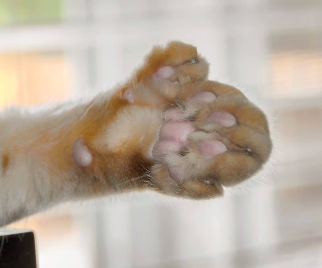 polydactyl-maine-coon ⋆ Sassy Koonz Maine Coon Cattery polydactyl maine coon paw