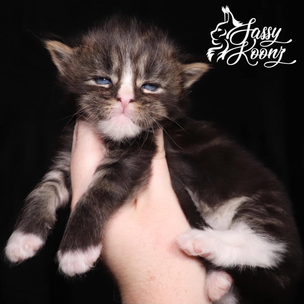 black classic tabby maine coon cats for sale milk and cookies 3 weeks old ⋆ Sassy Koonz Maine Coon Cattery black classic tabby maine coon cats for sale milk and cookies 3 weeks old