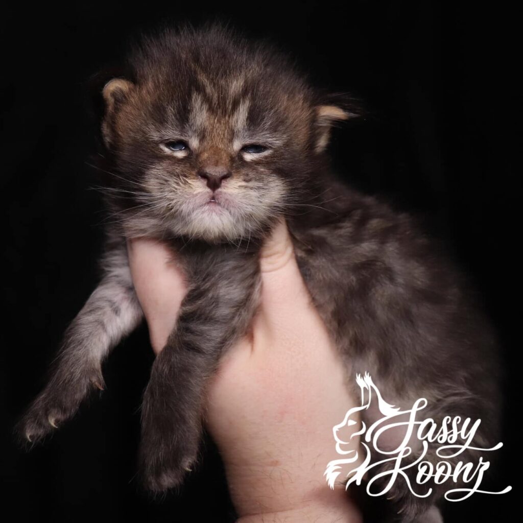 black-mackerel-tabby-maine-coon-kitten-nov-9 ⋆ Sassy Koonz Maine Coon Cattery black mackerel tabby maine coon kittens for sale soap 3 weeks old
