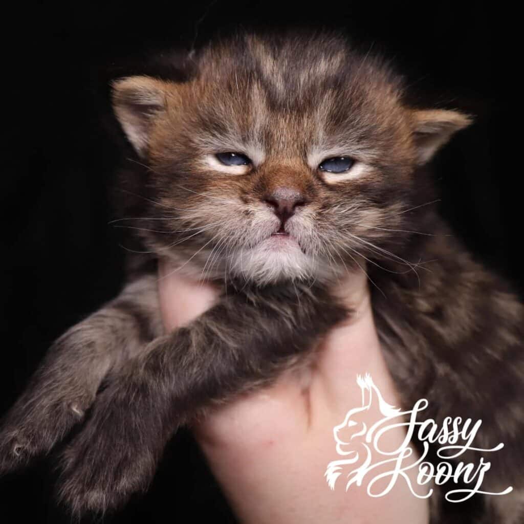 black-mackerel-torbie-maine-coon-kitten-nov-9 ⋆ Sassy Koonz Maine Coon Cattery black mackerel torbie maine coon kitten mrs potato head 3 weeks old
