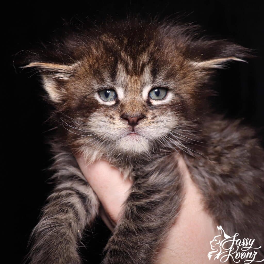 giant-maine-coon-kittens-for-sale-soapy ⋆ Sassy Koonz Maine Coon Cattery giant maine con kittens for sale soapy