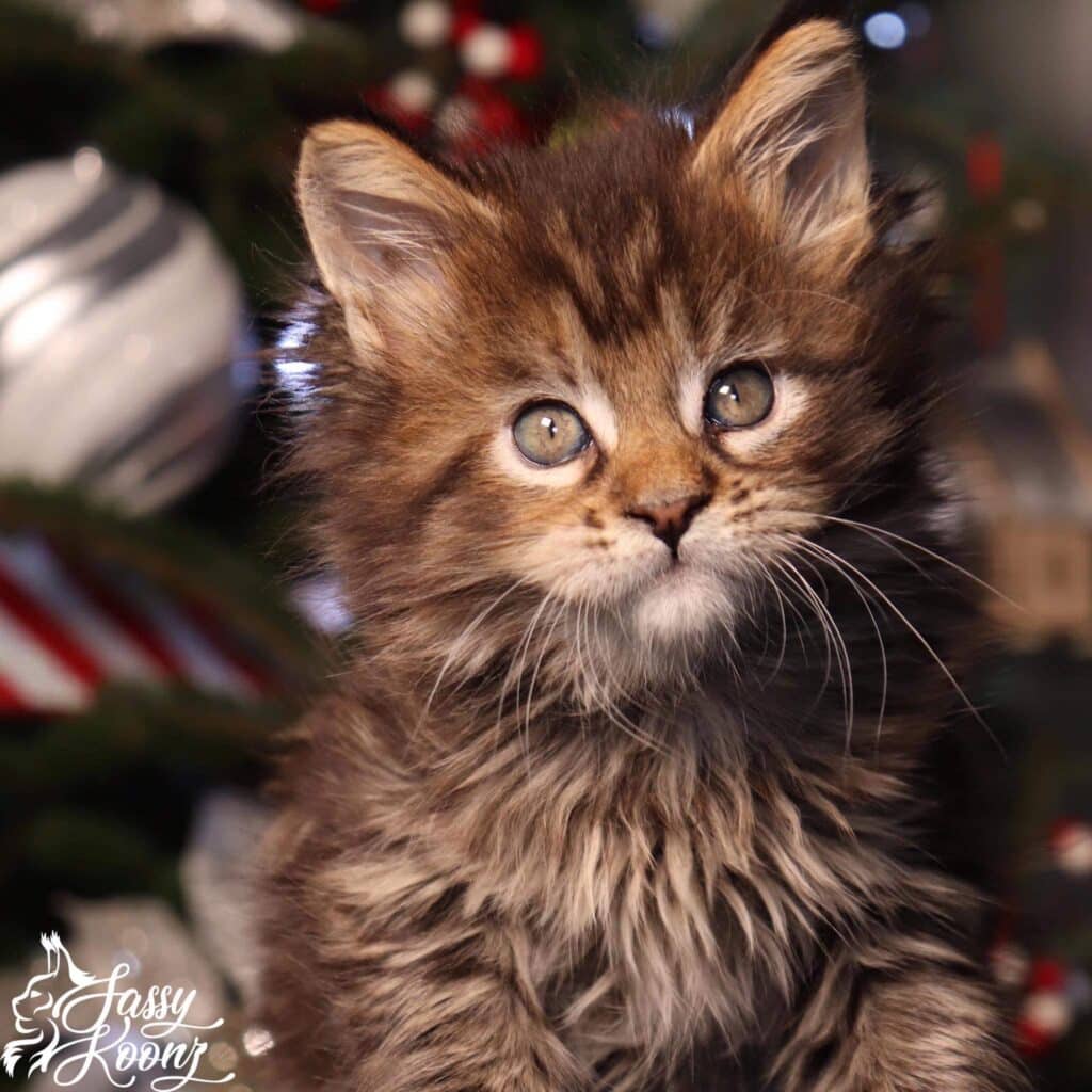 large-maine-coon-for-sale-tater-head ⋆ Sassy Koonz Maine Coon Cattery large maine coon for sale tater head