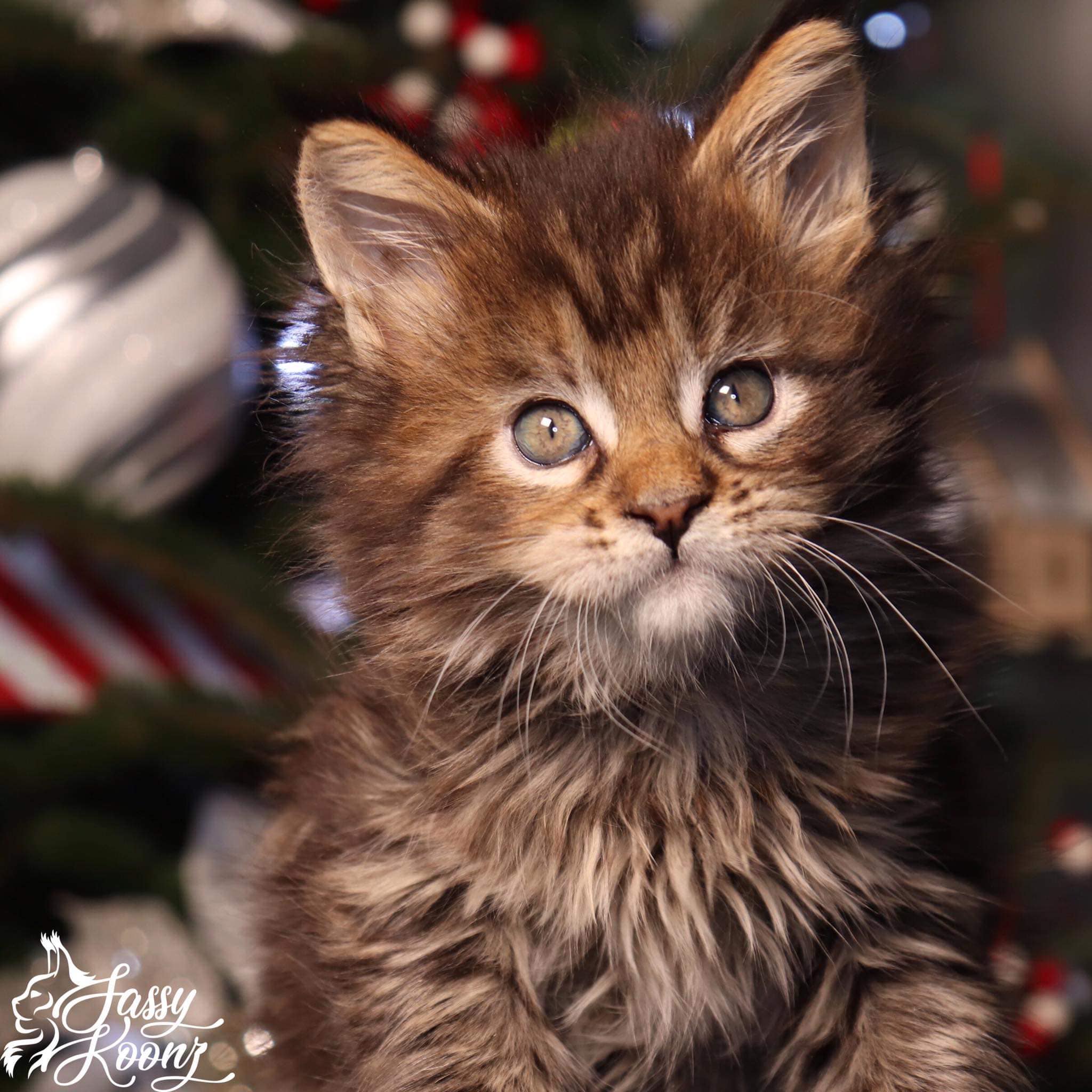 large-maine-coon-for-sale-tater-head ⋆ Sassy Koonz Maine Coon Cattery large maine coon for sale tater head