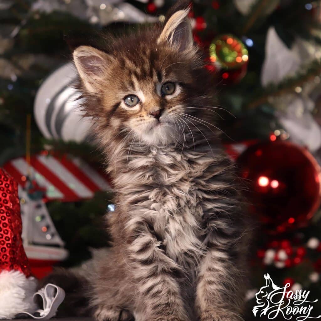 maine-coon-breeders-kitten-christmas-tree ⋆ Sassy Koonz Maine Coon Cattery maine coon breeders black tabby christmas background