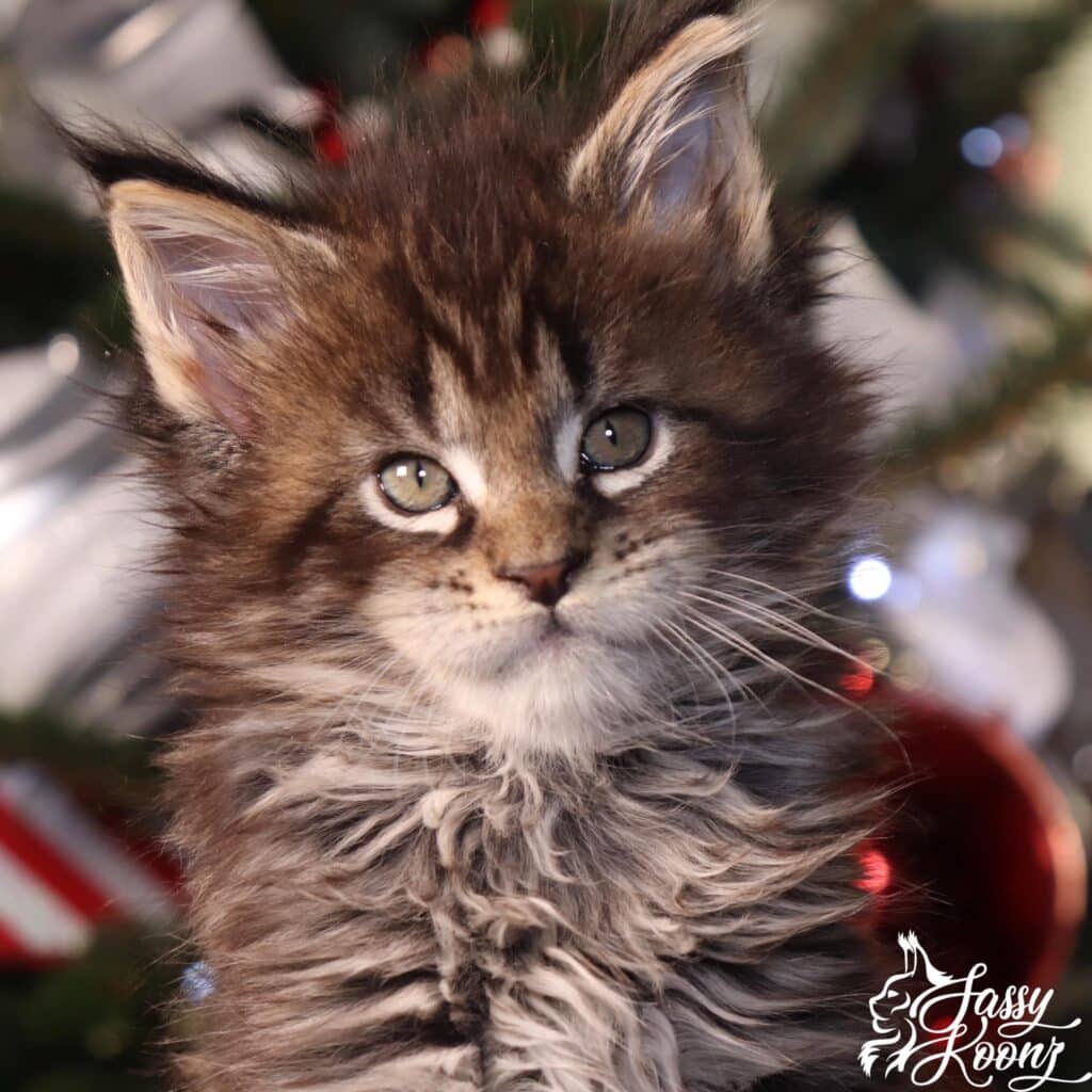 maine-coon-cats-for-sale-soap-dec7 ⋆ Sassy Koonz Maine Coon Cattery maine coon cats for sale soap kitten christmas background