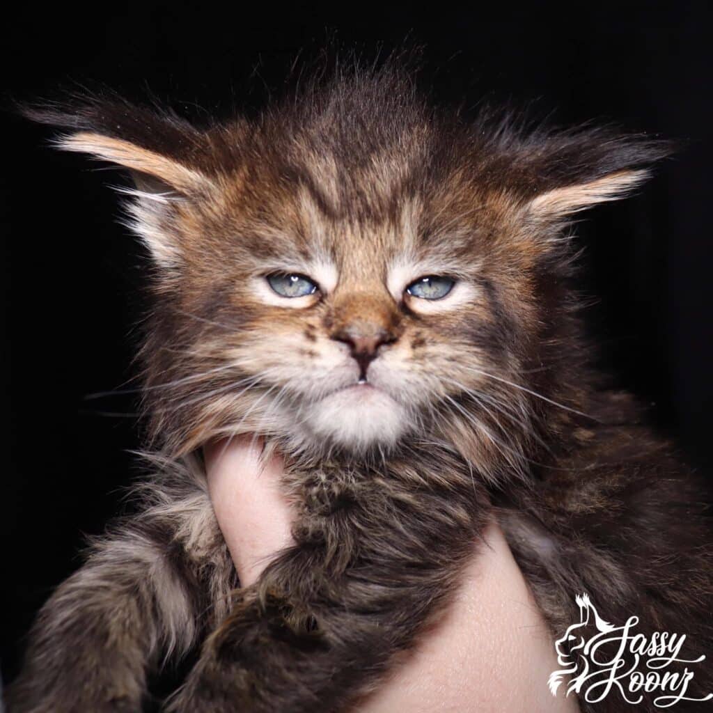 maine-coon-cats-for-sale-tater-head ⋆ Sassy Koonz Maine Coon Cattery maine coon cats for sale tater head