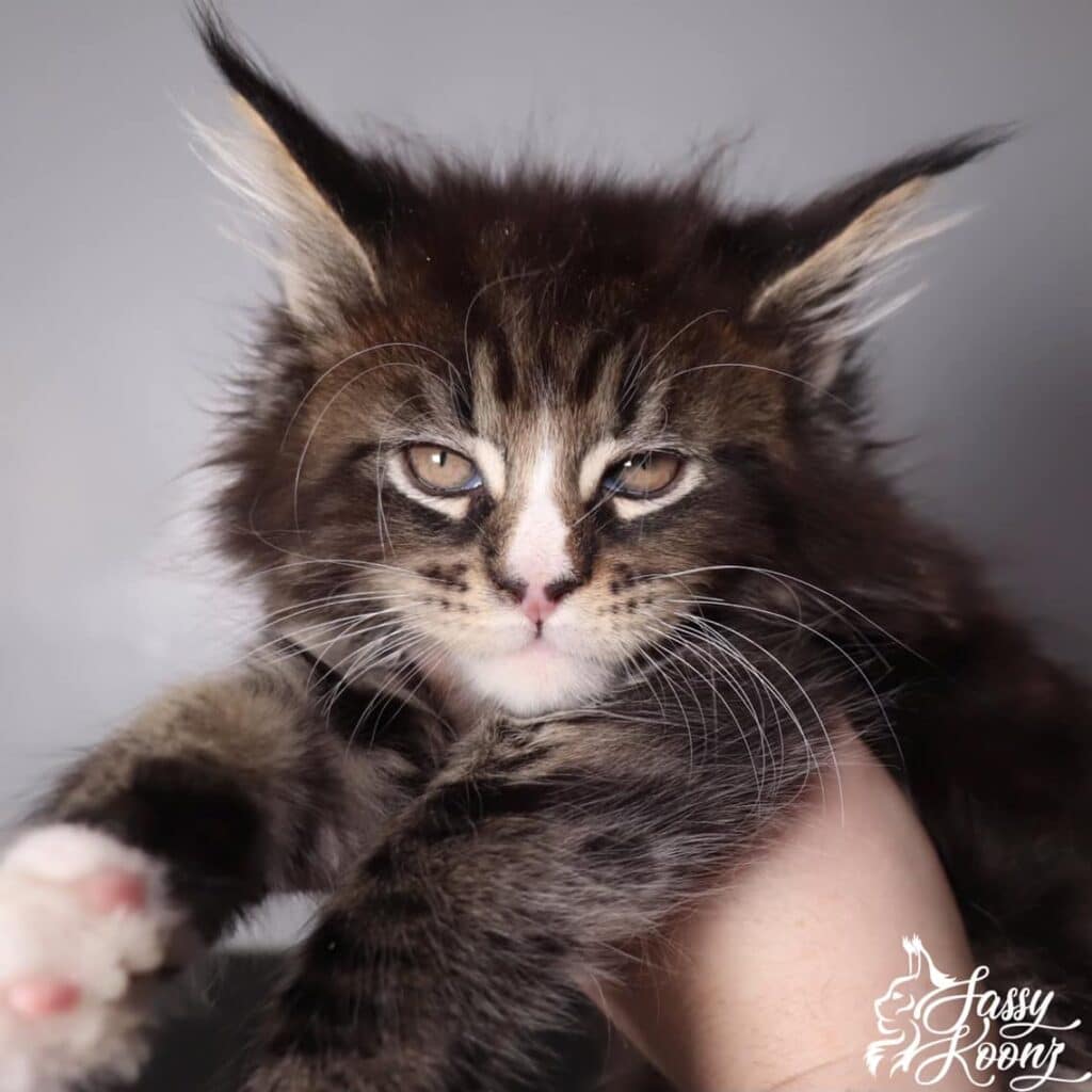 maine-coon-for-sale-milky-01 ⋆ Sassy Koonz Maine Coon Cattery maine coon kitten that developed FIP and passed away