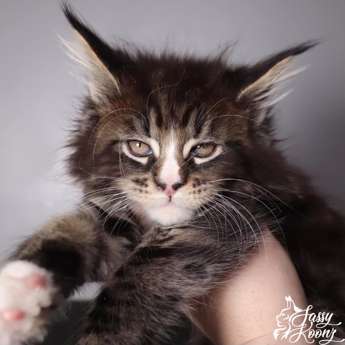 maine coon for sale milky 01