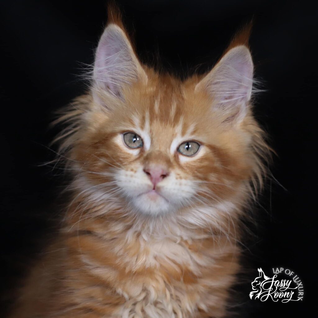 maine coon kitten florida 01 ⋆ Sassy Koonz Maine Coon Cattery maine coon kitten florida 01