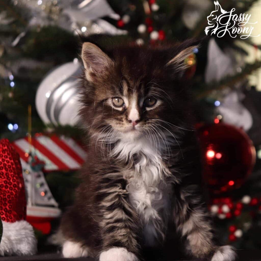 maine-coon-kittens-for-sale-christmas-balls ⋆ Sassy Koonz Maine Coon Cattery maine coon kittens for sale christmas balls