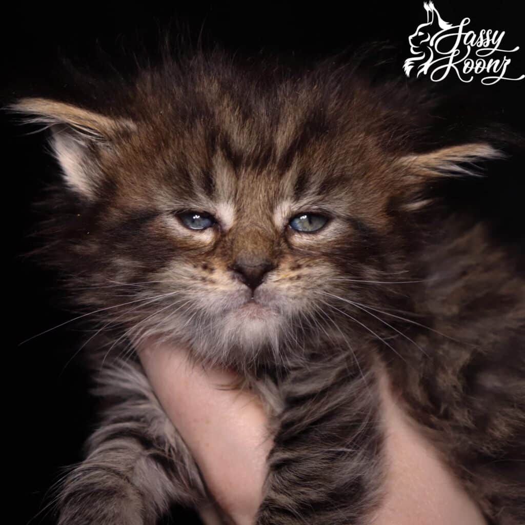 maine-coon-kittens-for-sale-crybaby ⋆ Sassy Koonz Maine Coon Cattery maine coon kittens for sale crybaby
