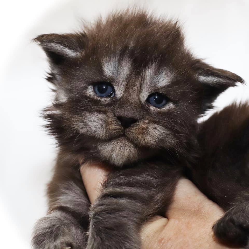 maine-coon-kittens-for-sale-florida-miss-may ⋆ Sassy Koonz Maine Coon Cattery maine coon kittens for sale florida miss may 3 weeks old