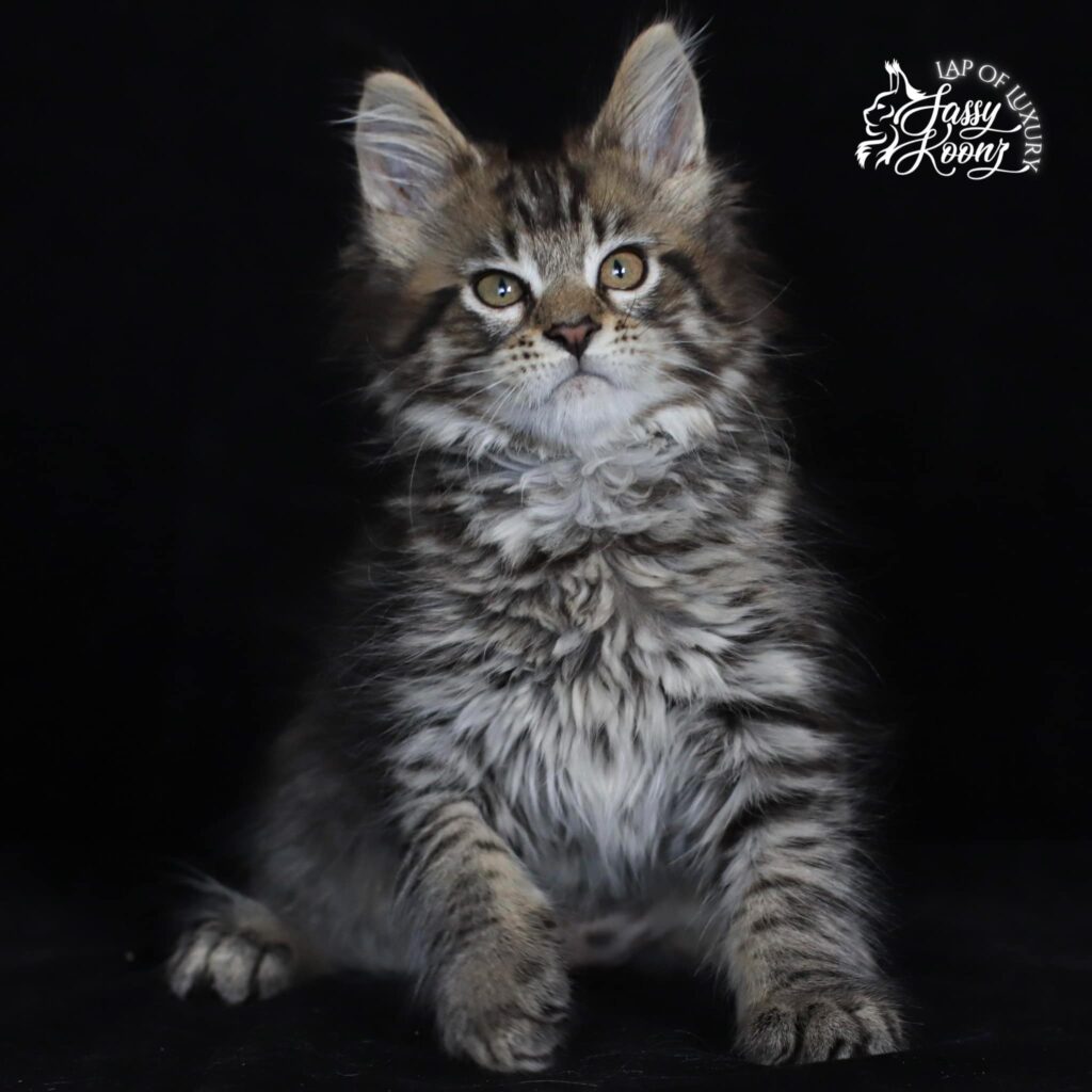 maine coon kittens for sale in florida ⋆ Sassy Koonz Maine Coon Cattery maine coon kittens for sale in florida
