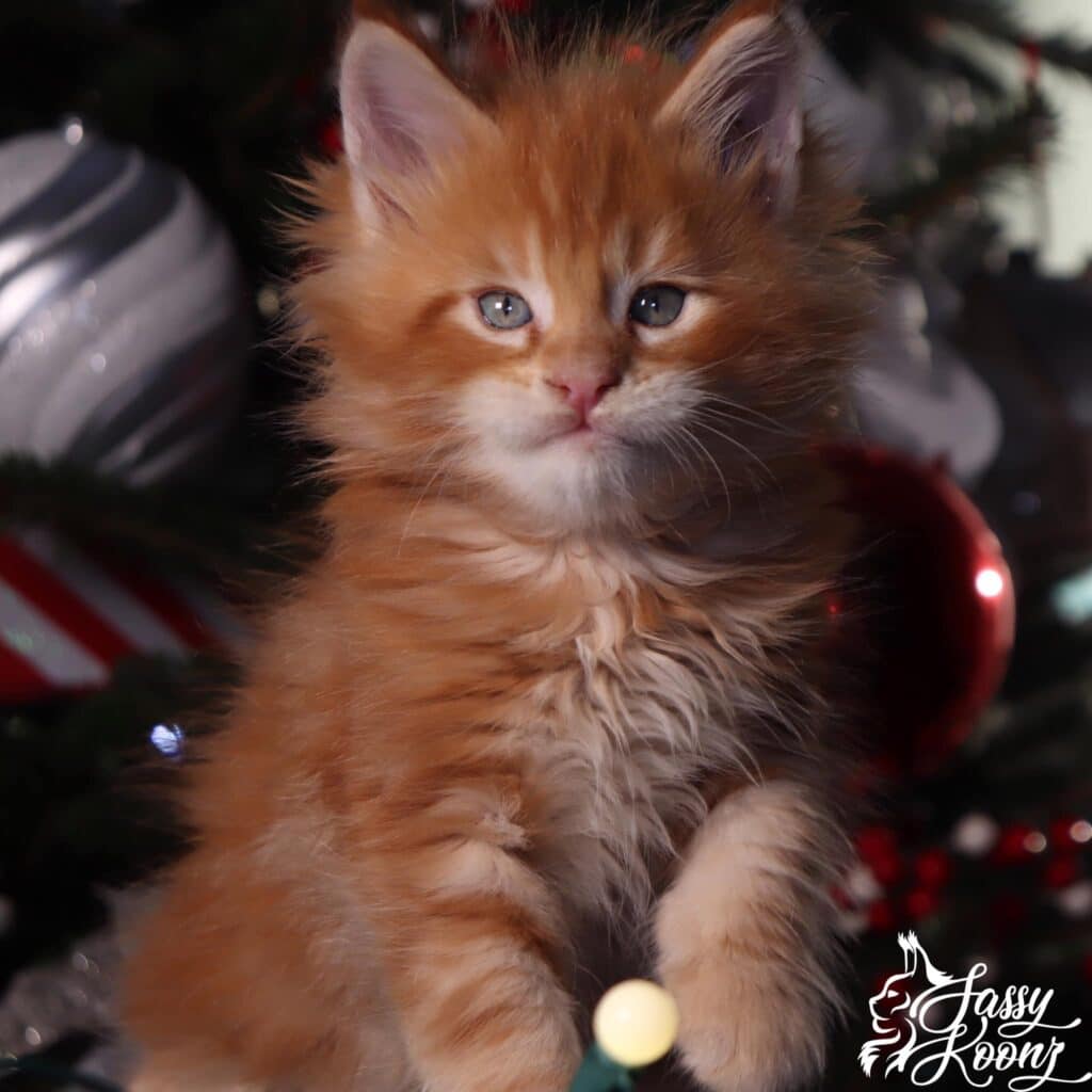 maine-coon-kittens-for-sale-near-me-red-mad-hatter ⋆ Sassy Koonz Maine Coon Cattery maine coon kittens for sale near me red mad hatter