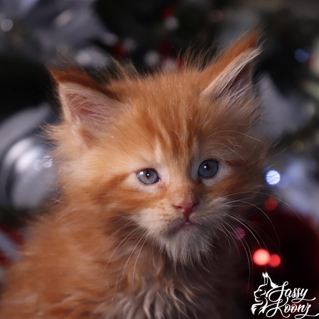 maine-coon-kittens-for-sale-texas-red-christmas-call ⋆ Sassy Koonz Maine Coon Cattery maine coon kittens for sale texas red christmas ball