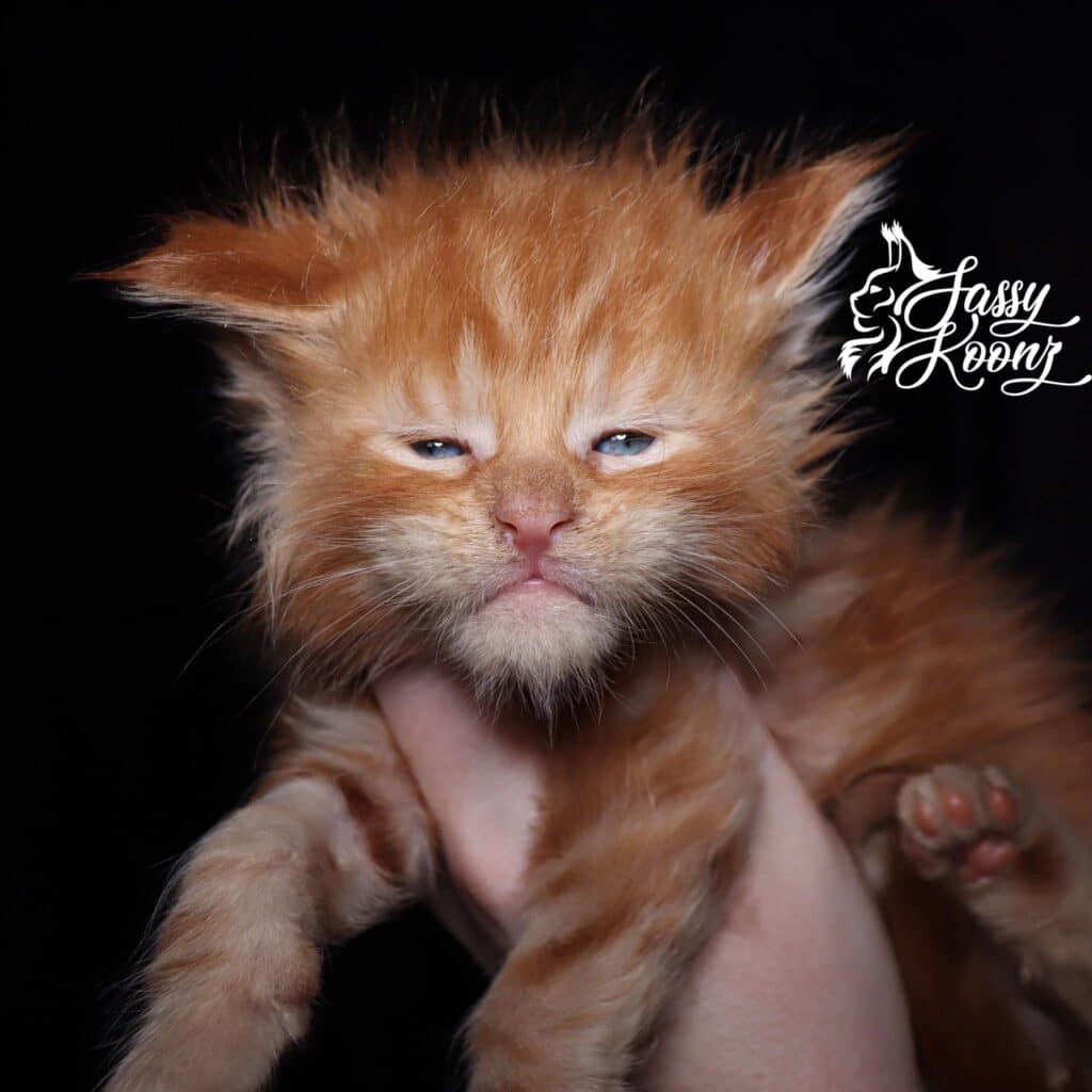 maine-coon-kittens-near-me-gingybread ⋆ Sassy Koonz Maine Coon Cattery maine coon kittens near me gingerbread man