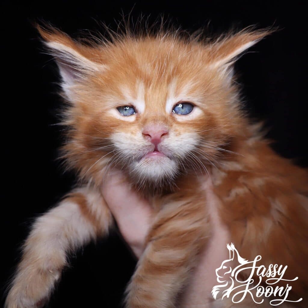 maine-coon-kittens-texas-mad-hatter ⋆ Sassy Koonz Maine Coon Cattery maine coon kittens texas mad hatter