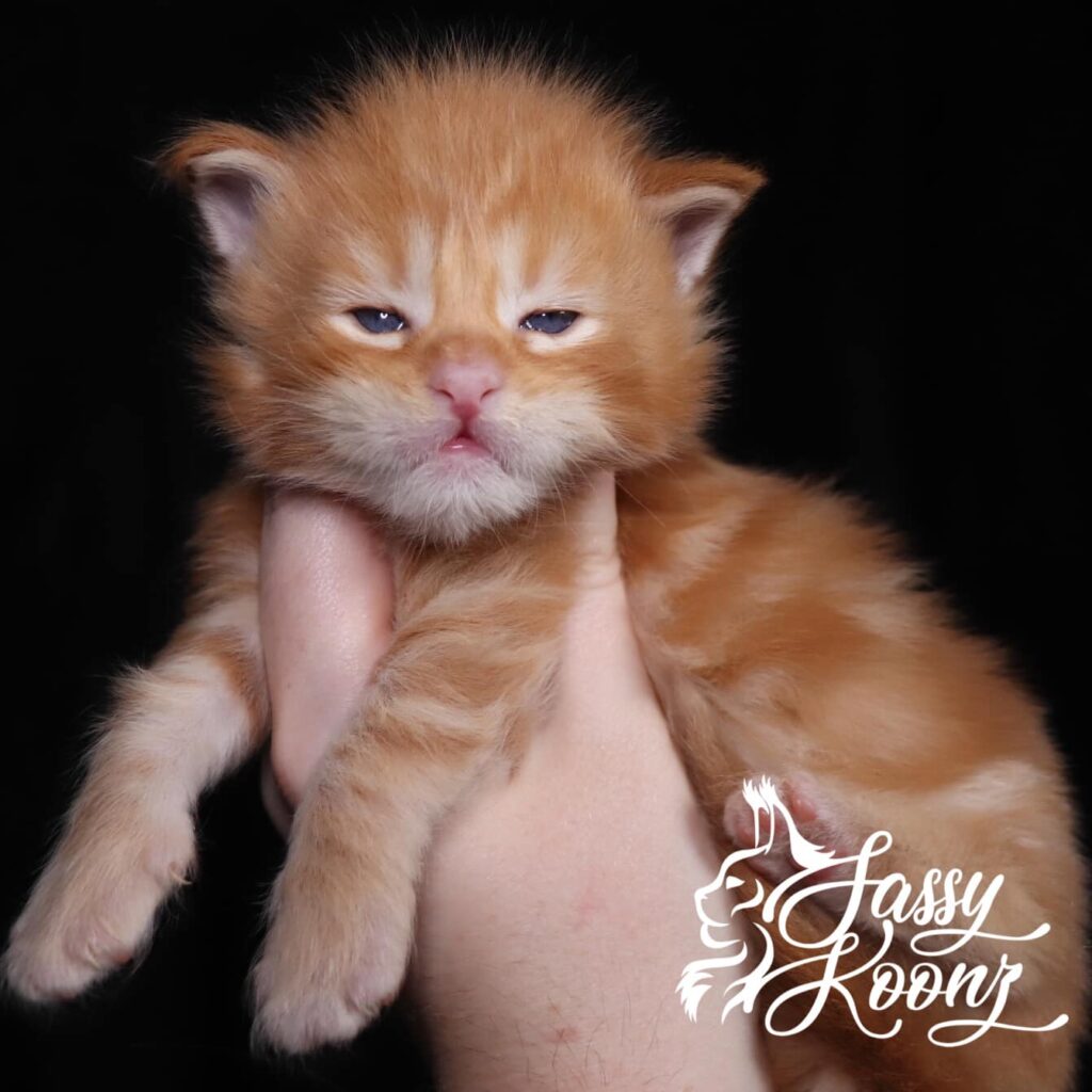 red-classic-tabby-maine-coon-kitten-nov-9 ⋆ Sassy Koonz Maine Coon Cattery red classic tabby maine coon kitten mad hatter