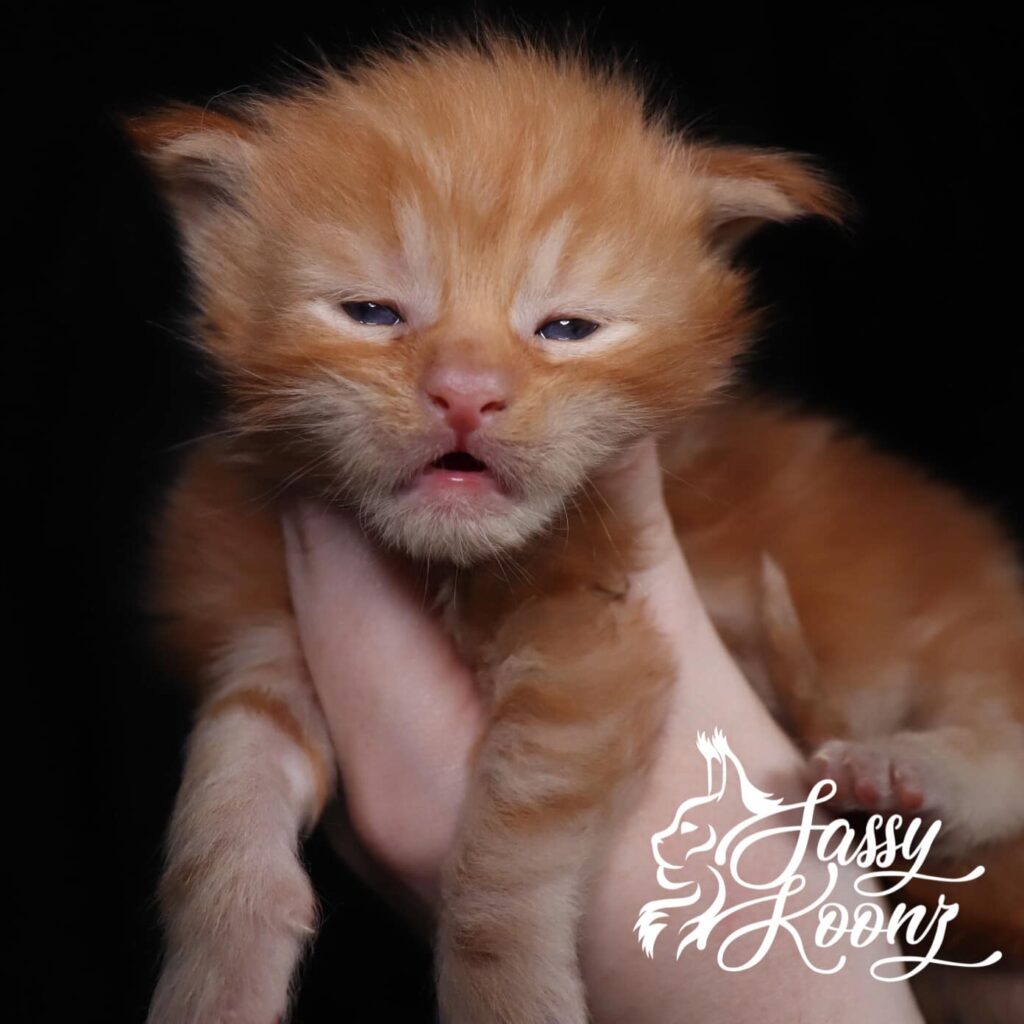 red maine coon kittens or sale gingerbread man 3 weeks old ⋆ Sassy Koonz Maine Coon Cattery red maine coon kittens or sale gingerbread man 3 weeks old