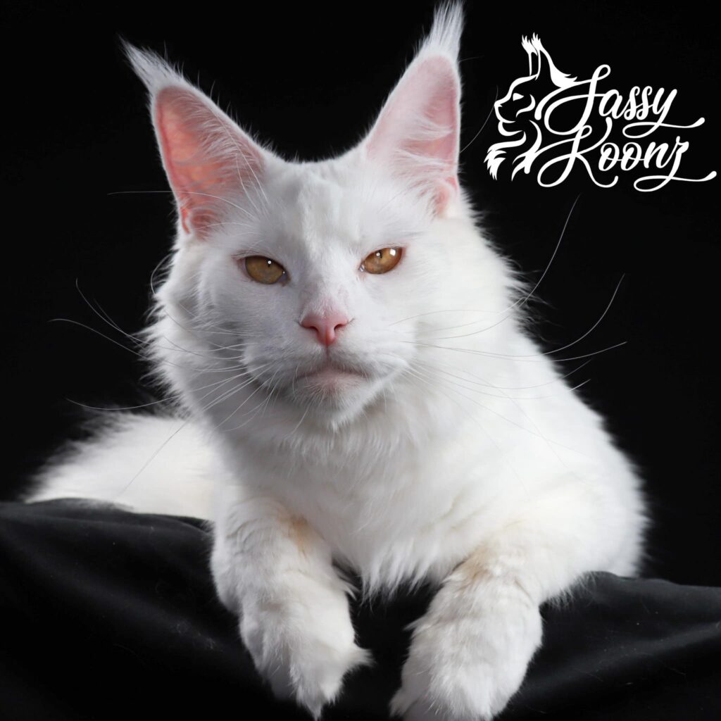 white-maine-coon-cat-for-sale-blanche ⋆ Sassy Koonz Maine Coon Cattery white maine coonc at for sale blanche