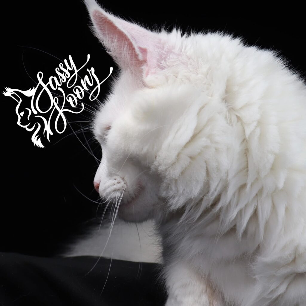 white-maine-coon-kittens-for-sale-blanche ⋆ Sassy Koonz Maine Coon Cattery white maine coon kittens for sale from blanche