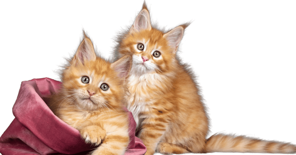 Traveling-with-a-Maine-Coon-Kitten-in-a-plane ⋆ Sassy Koonz Maine Coon Cattery maine coon kittens who are happy about traveling