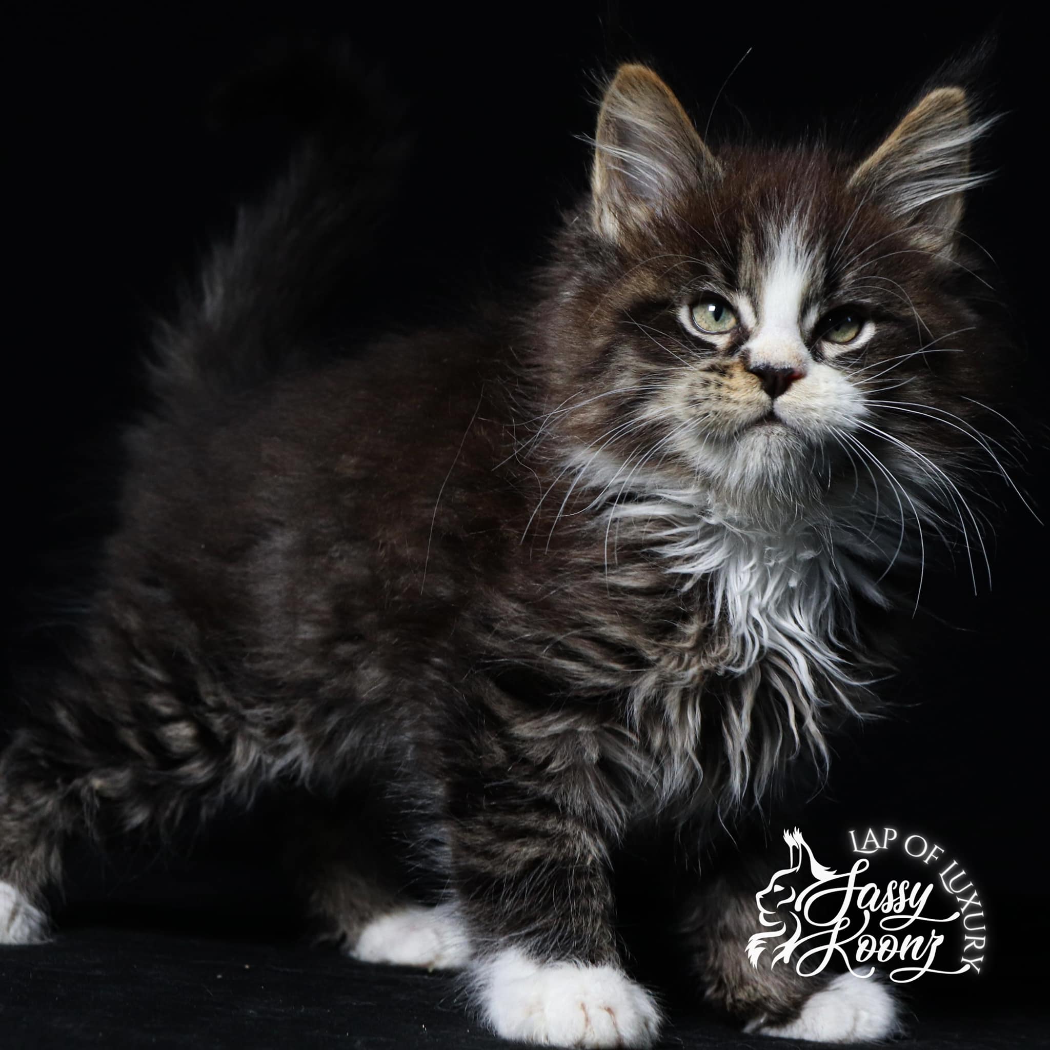 adorable-maine-coon-cat-for-sale-reimagined ⋆ Sassy Koonz Maine Coon Cattery adorable maine coon cat for sale reimagined