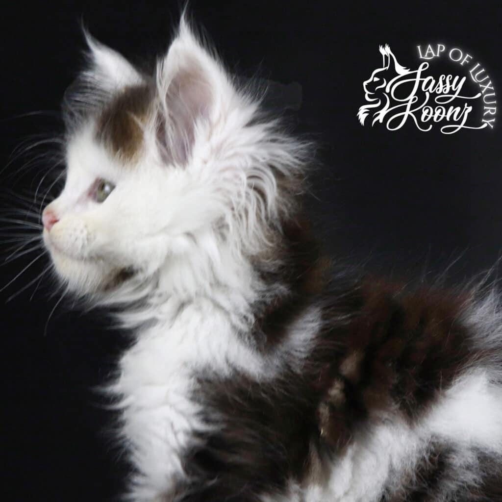 adorable-maine-coon-kitty-tragic-magic ⋆ Sassy Koonz Maine Coon Cattery adorable maine coon kitty tragic magic looking off in distance