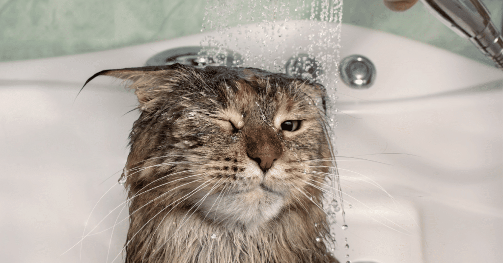 bathing a maine coon ⋆ Sassy Koonz Maine Coon Cattery maine coon with water falling on hits head in the bath