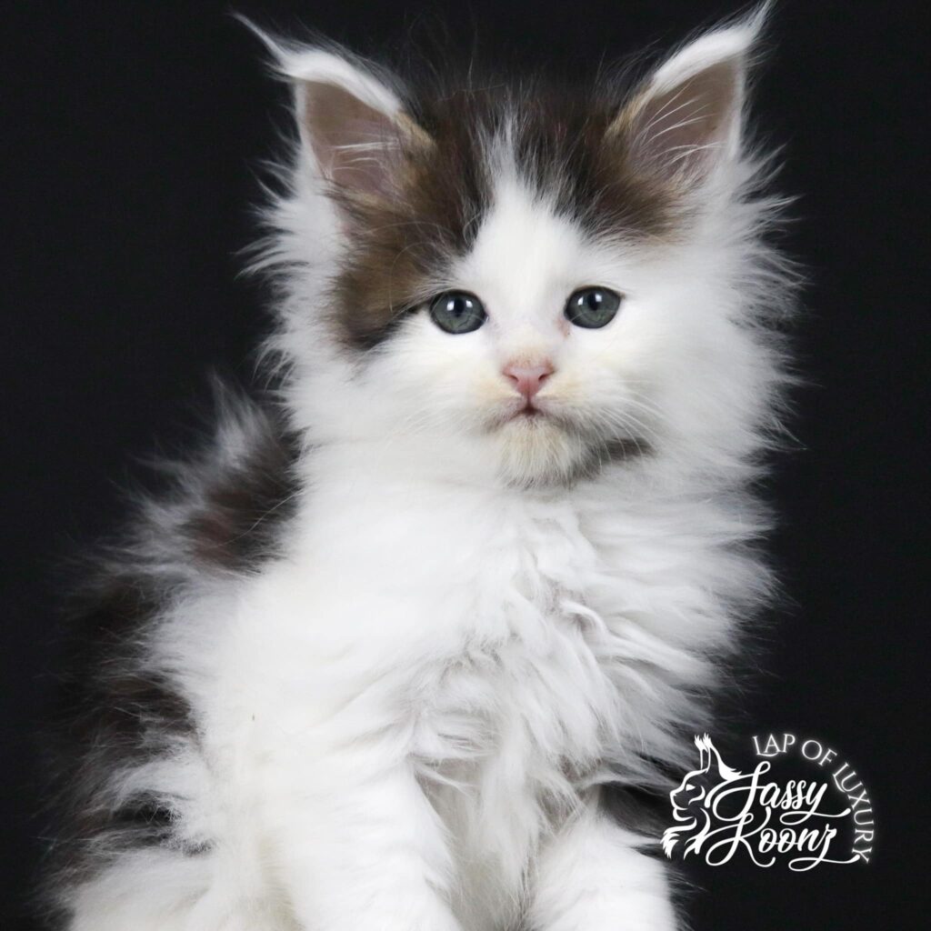bicolor-maine-coon-kitten-tragic-magic-large ⋆ Sassy Koonz Maine Coon Cattery bicolor maine coon kitten tragic magic large