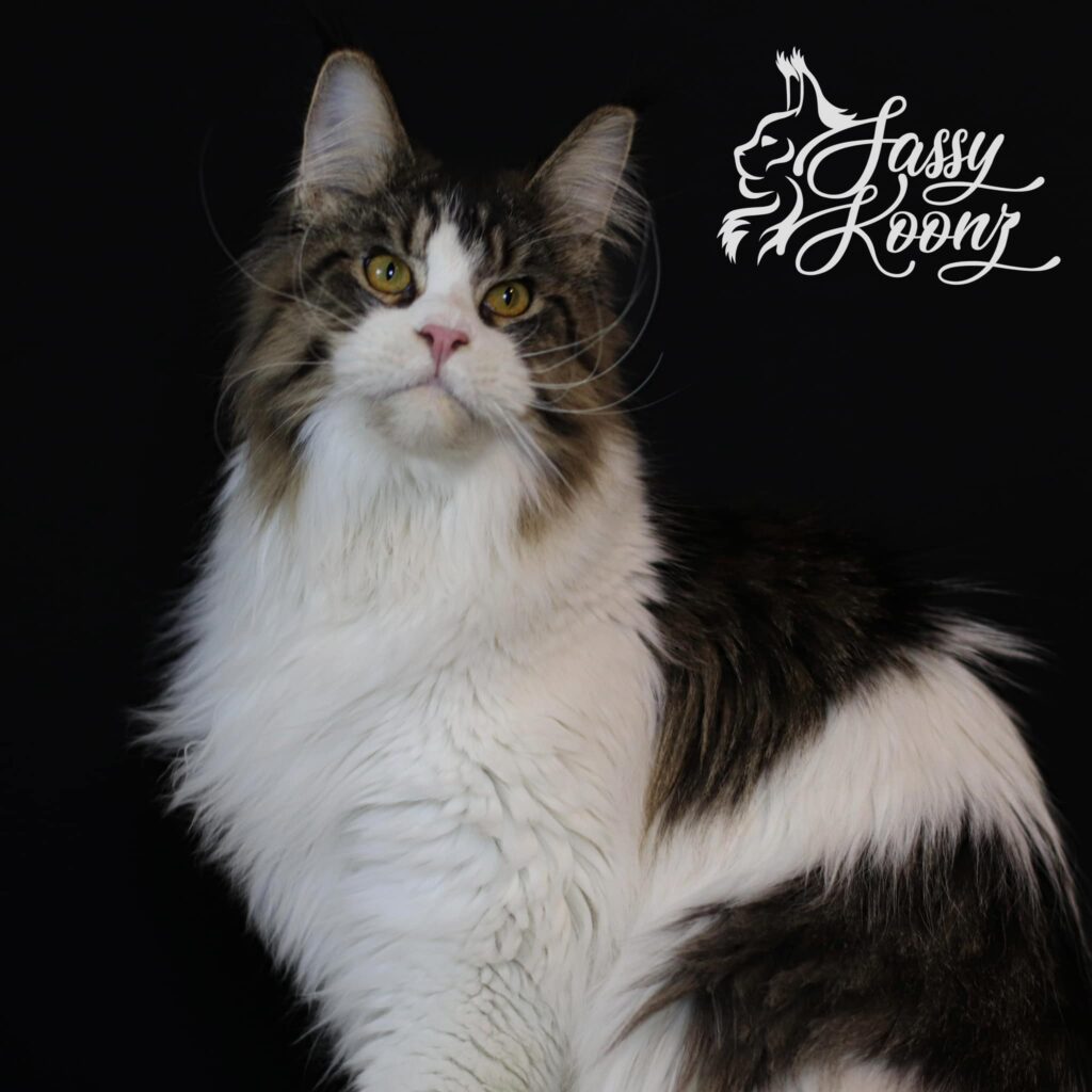 big-maine-coon-kitten-gator-10-months-sweet-temperament ⋆ Sassy Koonz Maine Coon Cattery big maine coon kitten gator 10 months old sweet temperament