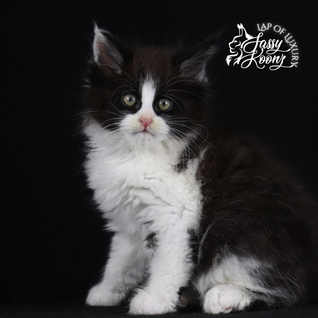 black-and-white-maine-coon-kitten-fir ⋆ Sassy Koonz Maine Coon Cattery black and white maine coon kitten fir tuxedo