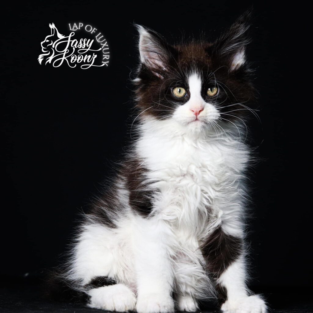 black-and-white-maine-coon-kittens-for-sale-falling-in-reverse ⋆ Sassy Koonz Maine Coon Cattery black and white maine coon kittens for sale fallin in reverse