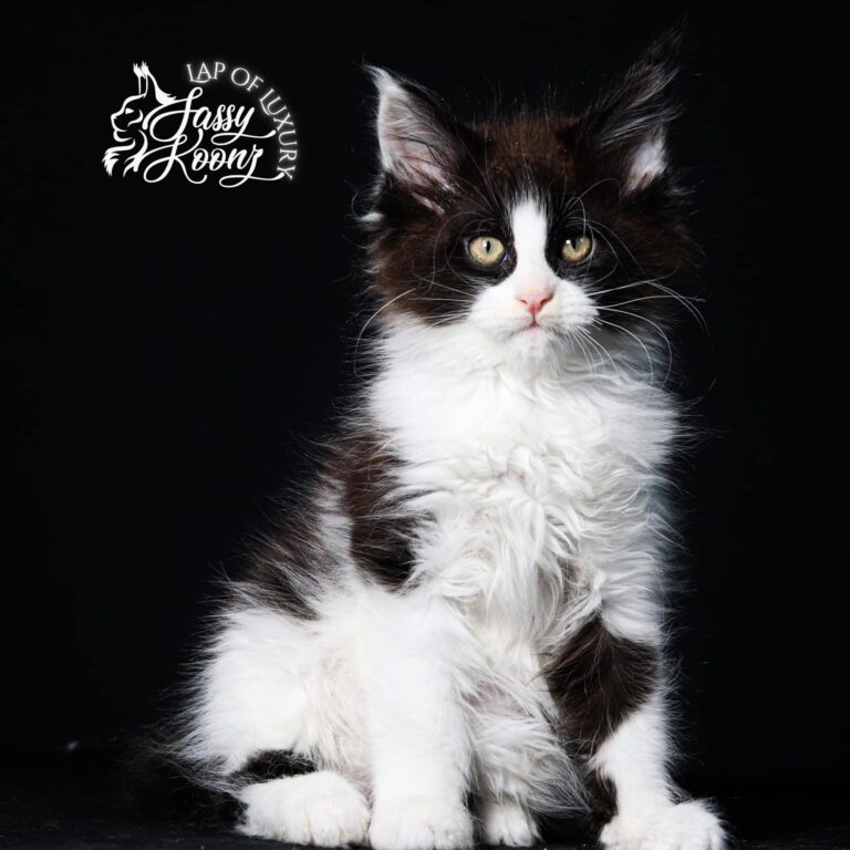 black and white maine coon kittens for sale fallin in reverse