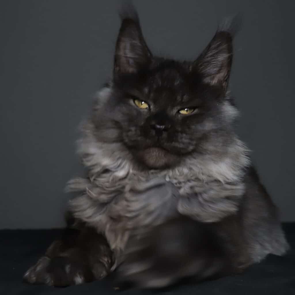 black-smoke-maine-coon-zannalee ⋆ Sassy Koonz Maine Coon Cattery black smoke maine coon zannalee 4 months old