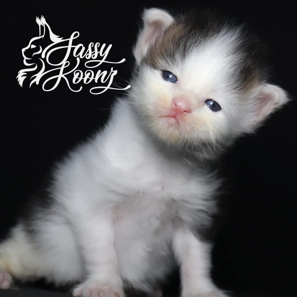 black-tabby-white-tragic-magic ⋆ Sassy Koonz Maine Coon Cattery black tabby white maine coon tragic magic