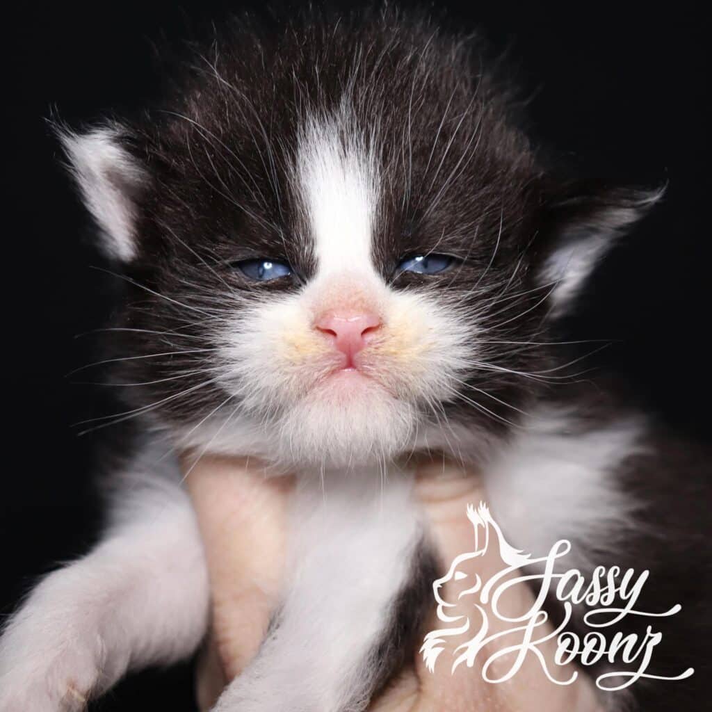 black-white-maine-coon-falling-in-reverse ⋆ Sassy Koonz Maine Coon Cattery black and white maine coon falling in reverse