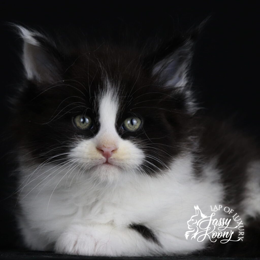 black-white-maine-coon-kitten-green-eyes ⋆ Sassy Koonz Maine Coon Cattery black and white maine coon kitten with green eyes falling in reverse