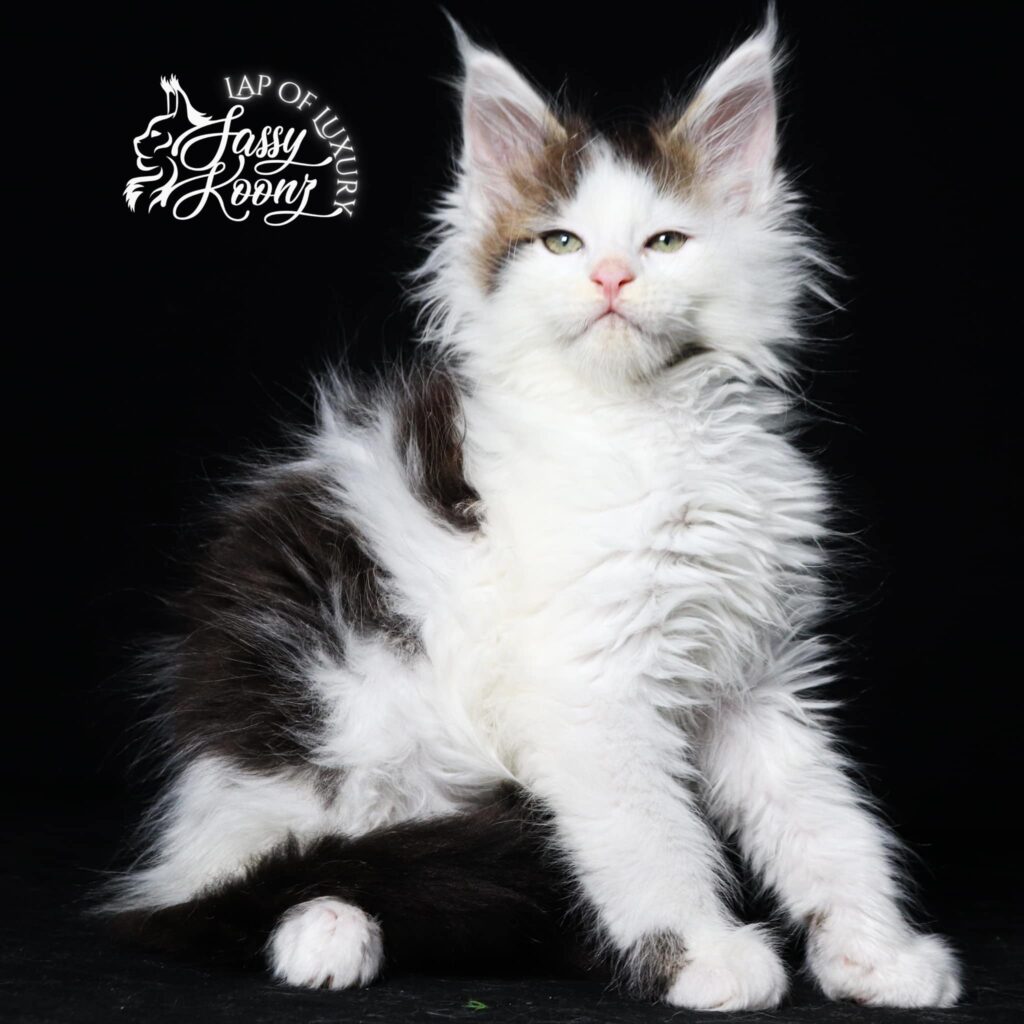 giant-maine-coon-cat-tragic-magic-exotic ⋆ Sassy Koonz Maine Coon Cattery giant maine coon cat tragic magic exptic