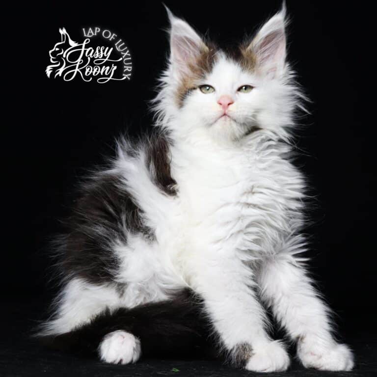 giant maine coon cat for sale tragic magic exotic