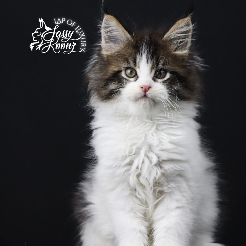 large-maine-coon-9-weeks-old-Popular-Monster ⋆ Sassy Koonz Maine Coon Cattery large maine coon 9 week sold Popular Monster