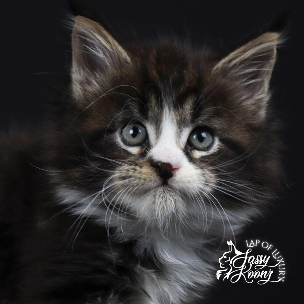 large-maine-coon-kittens-for-sale-radke ⋆ Sassy Koonz Maine Coon Cattery large maine coon kittens for sale radke