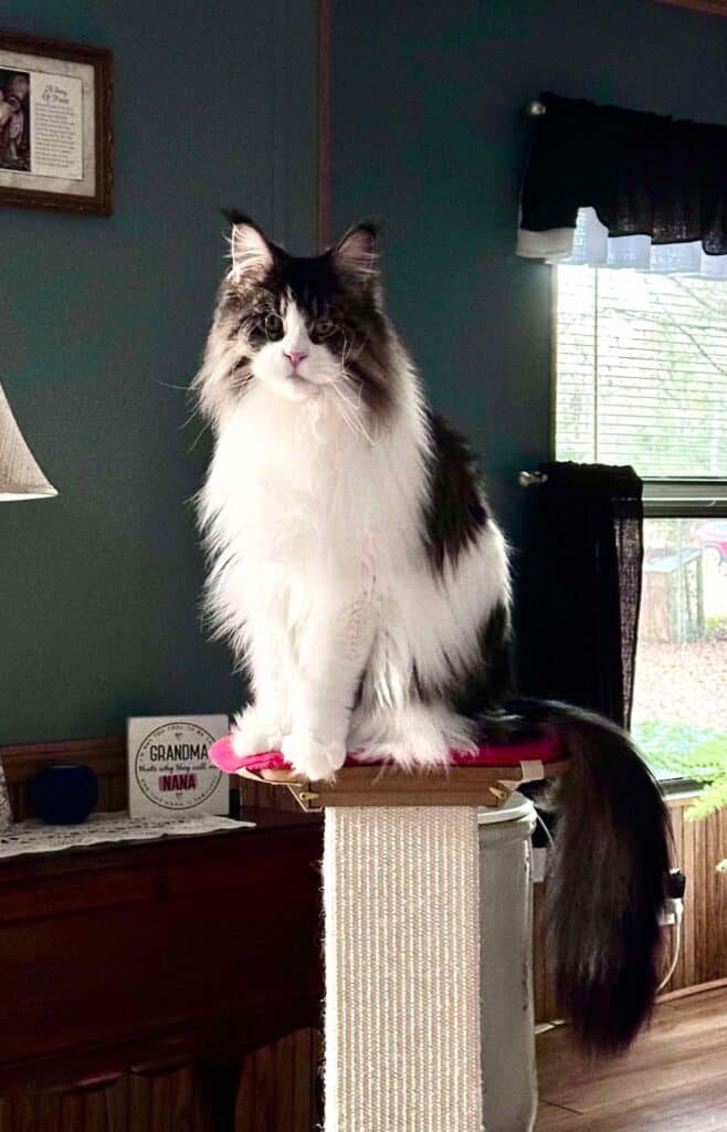 long-haired-maine-coon-adult ⋆ Sassy Koonz Maine Coon Cattery maine coon long hair 3 years old popular monster sitting on a scratching post