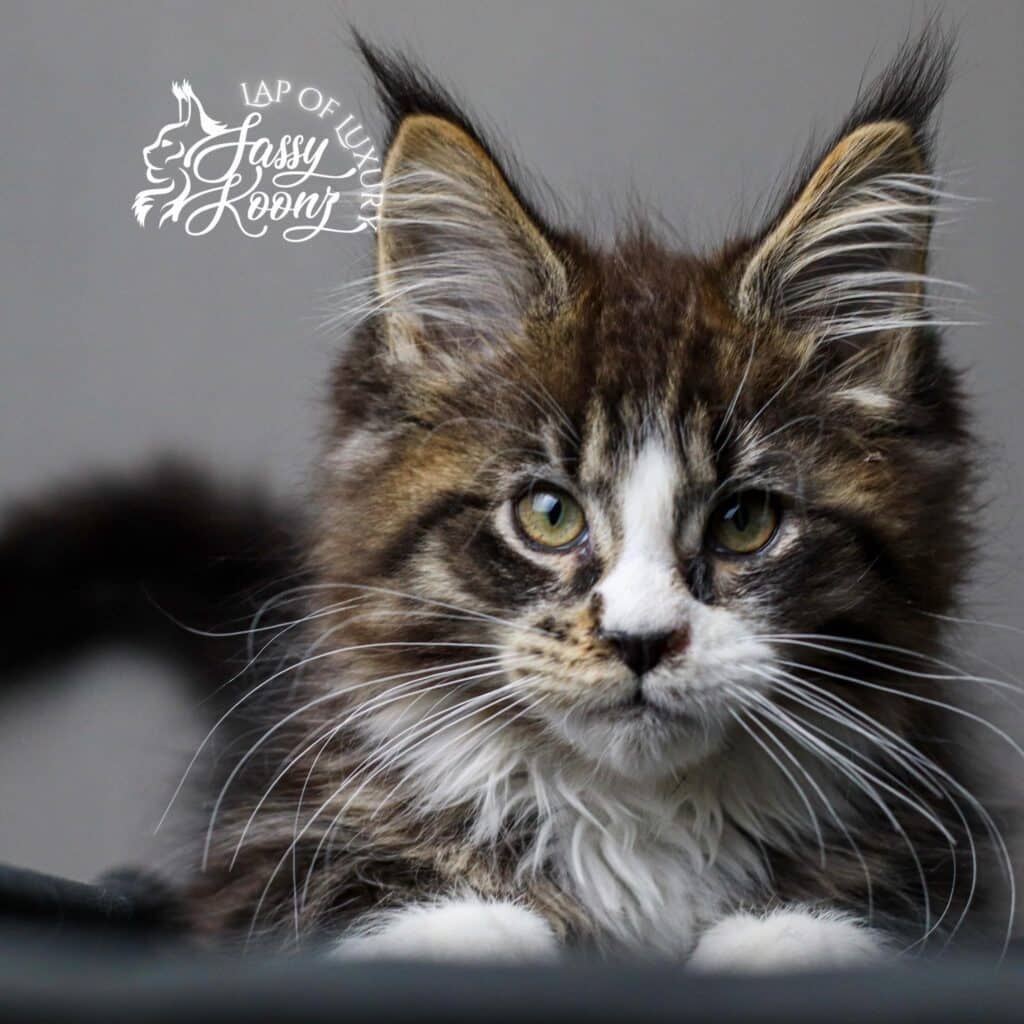 maine-coon-cat-reimagined-kitten-white-face ⋆ Sassy Koonz Maine Coon Cattery maine coon cat reimagined kitten white face