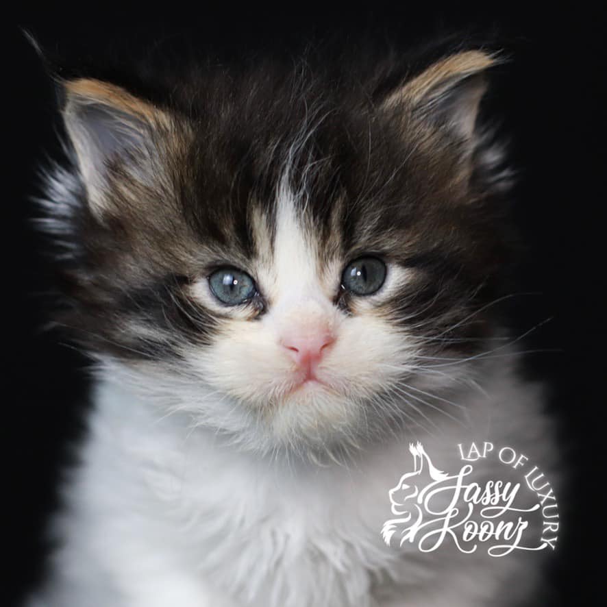 maine-coon-cats-for-sale-popular-monster-closeup ⋆ Sassy Koonz Maine Coon Cattery maine coon cats for sale popular monster closeup