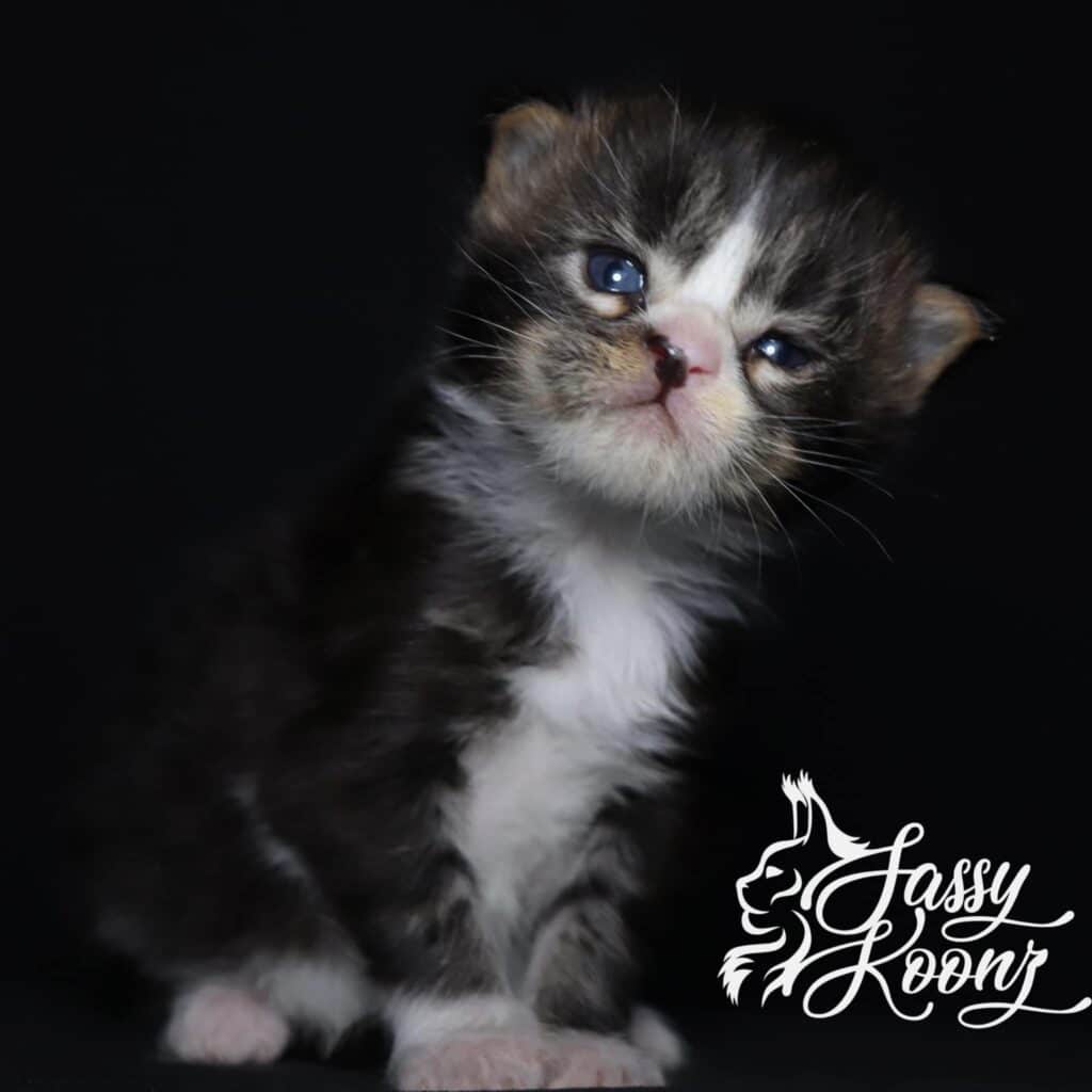 maine-coon-for-adoption-radke ⋆ Sassy Koonz Maine Coon Cattery maine coon for adoption